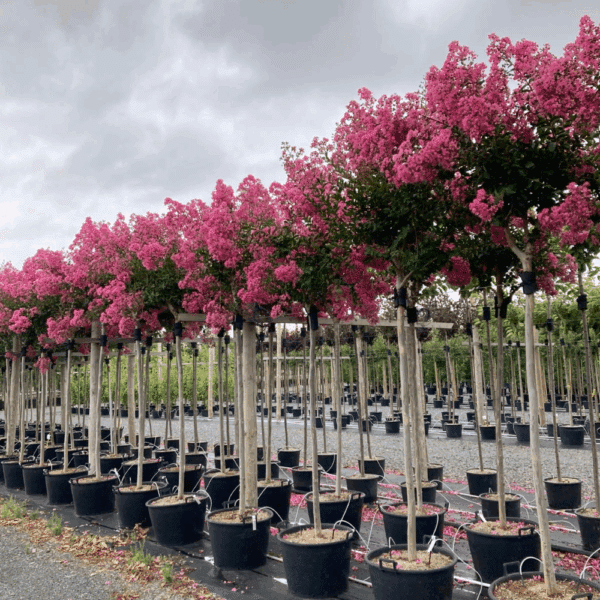 LAGERSTROEMIA indica JACQUELINE DESMARTIS®