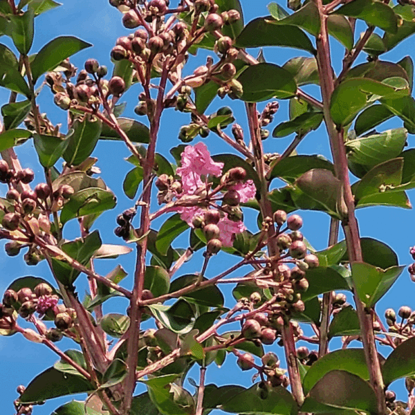 LAGERSTROEMIA indica LA MOUSSON® 'Desmou' – Image 3