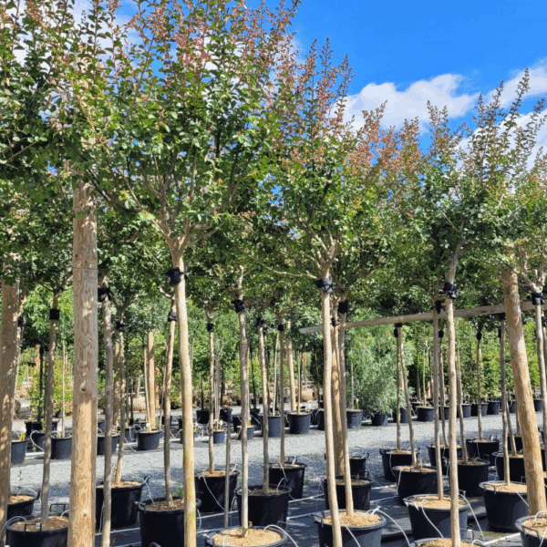 LAGERSTROEMIA indica LA MOUSSON® 'Desmou' – Image 2