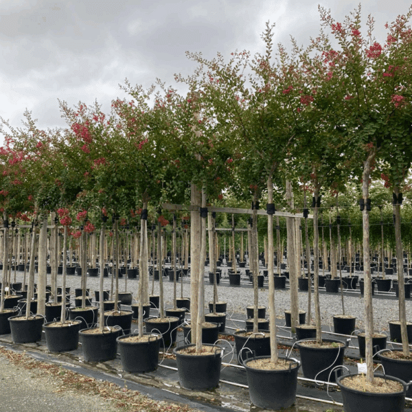 LAGERSTROEMIA indica MON PANACHE® 'Despan 061' – Image 3