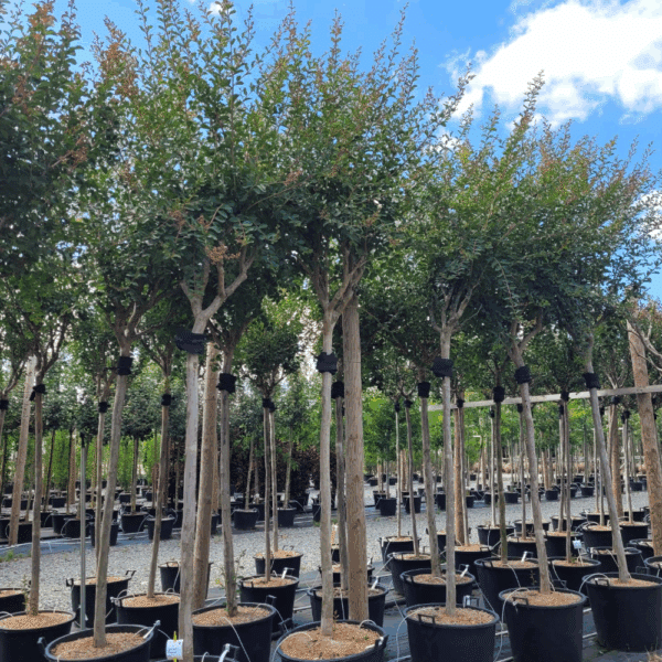 LAGERSTROEMIA indica MON PANACHE® 'Despan 061' – Image 2