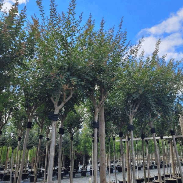 LAGERSTROEMIA indica MON PANACHE® 'Despan 061' – Image 4