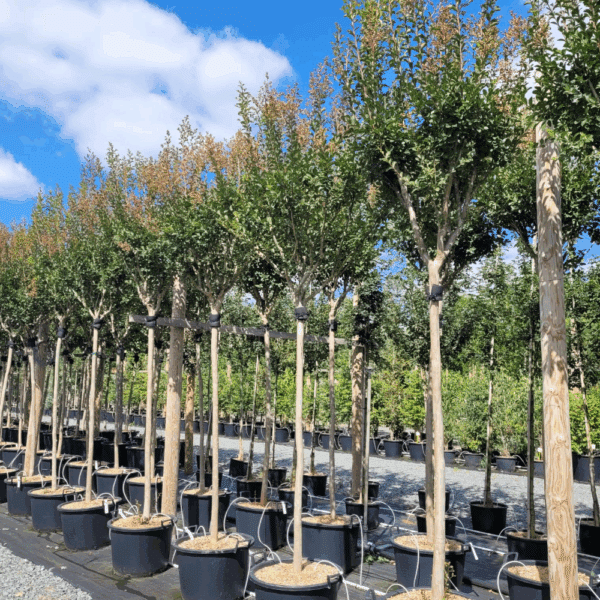 LAGERSTROEMIA indica MONBAZILLAC® 'Desmon' – Image 2