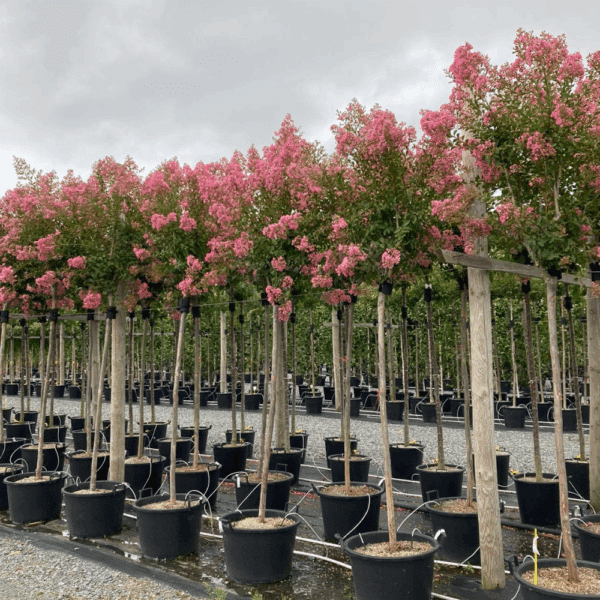 LAGERSTROEMIA indica MONBAZILLAC® 'Desmon' – Image 3