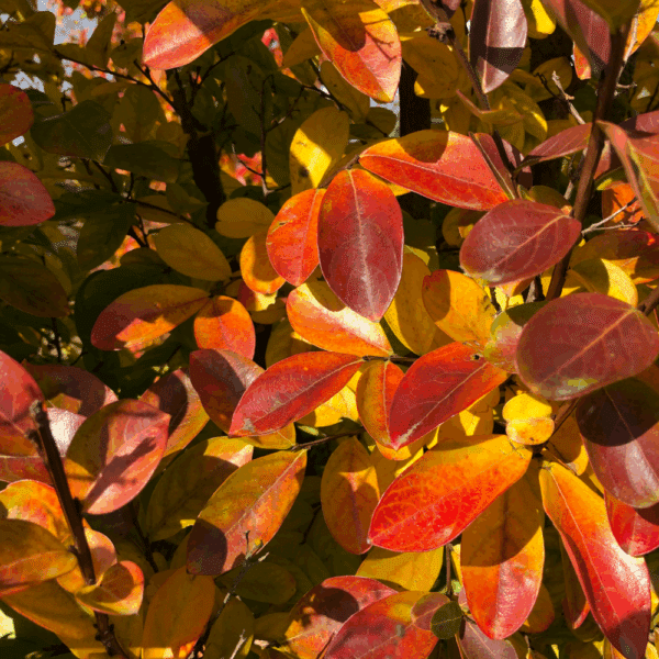 LAGERSTROEMIA indica VIOLET D'ÉTÉ® 'Indyvia' – Image 6