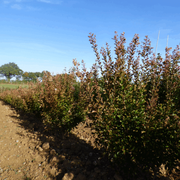 LAGERSTROEMIA indica VIOLET D'ÉTÉ® 'Indyvia' – Image 4