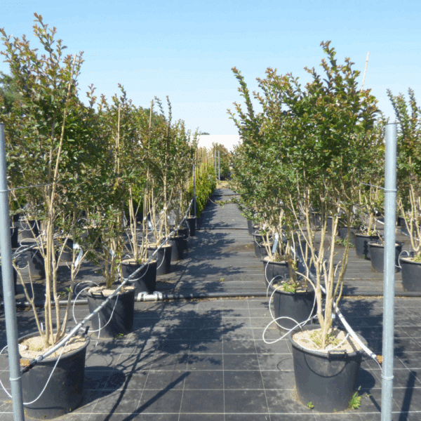 LAGERSTROEMIA indica VIOLET D'ÉTÉ® 'Indyvia' – Image 5