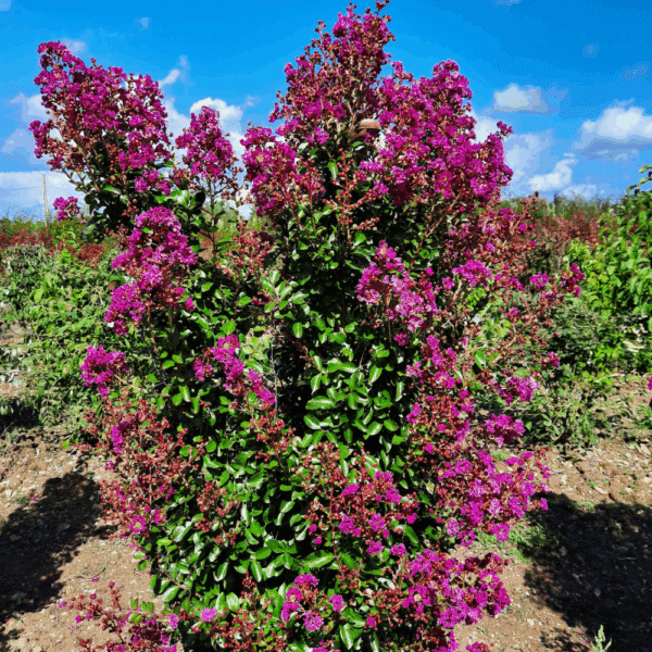 LAGERSTROEMIA indica VIOLET D'ÉTÉ® 'Indyvia' – Image 2