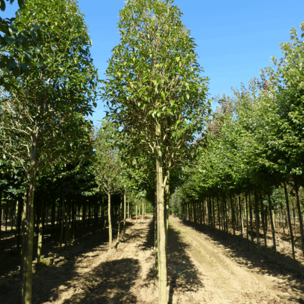 LIGUSTRUM japonicum – Image 5