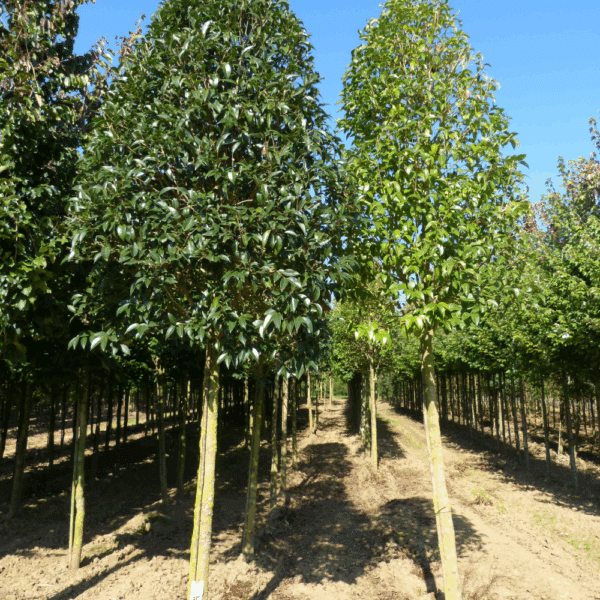 LIGUSTRUM japonicum – Image 2