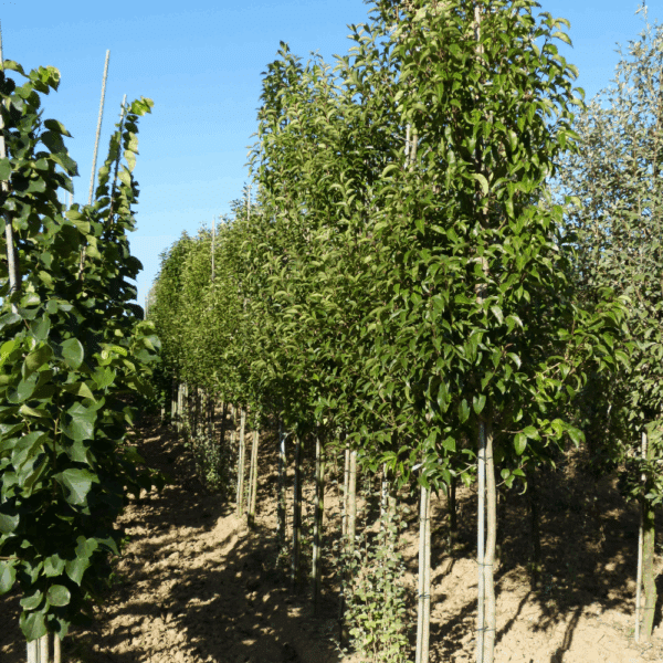 LIGUSTRUM japonicum – Image 4