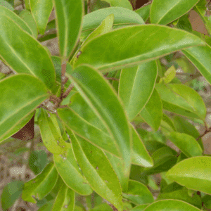LIGUSTRUM japonicum