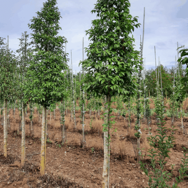 LIGUSTRUM japonicum – Image 3