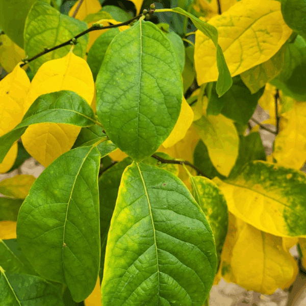 LINDERA benzoin – Image 2