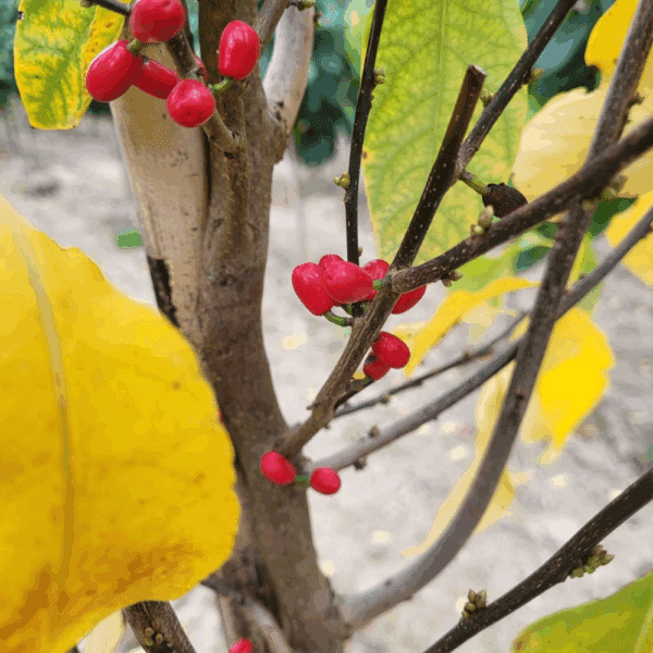 LINDERA benzoin – Image 4