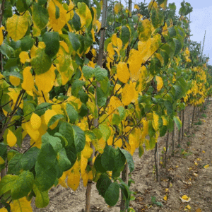 LINDERA benzoin