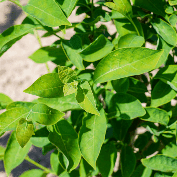 LINDERA benzoin – Image 3