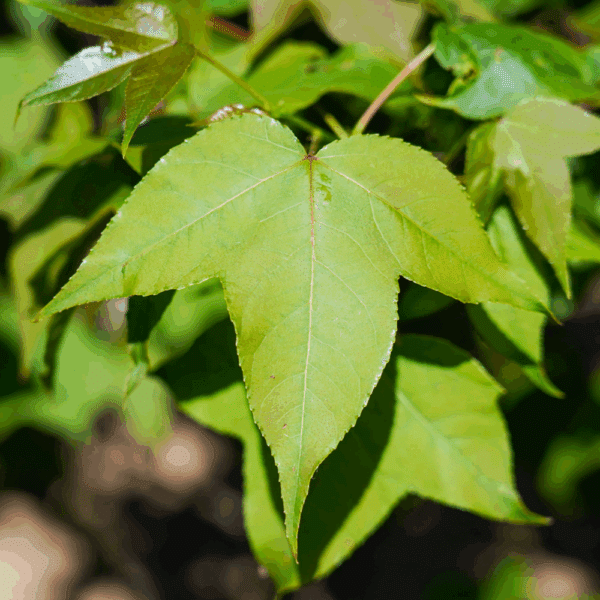 LIQUIDAMBAR acalycina – Image 3