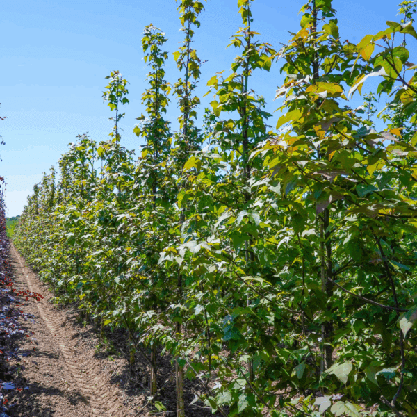 LIQUIDAMBAR acalycina – Image 4