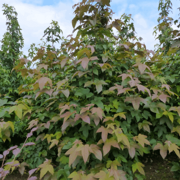 LIQUIDAMBAR acalycina – Image 2