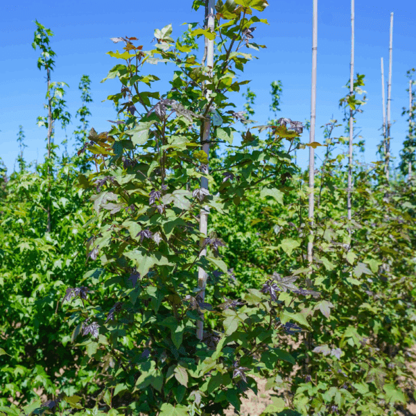 LIQUIDAMBAR formosana – Image 5