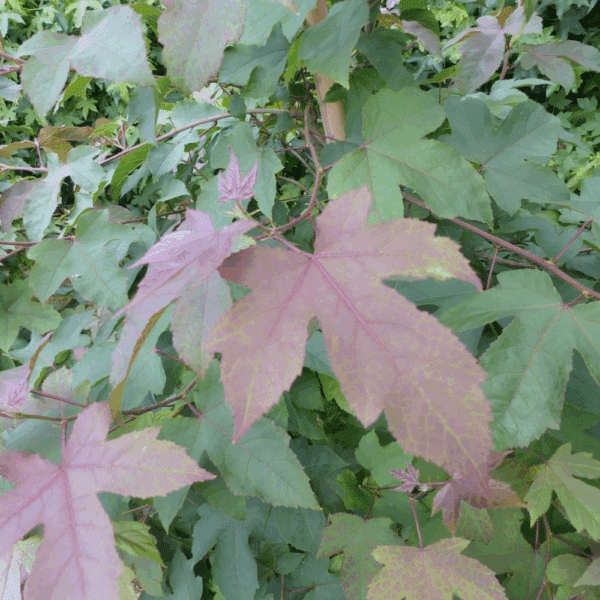 LIQUIDAMBAR formosana – Image 4