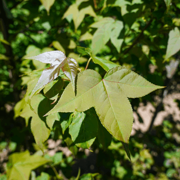 LIQUIDAMBAR formosana – Image 3