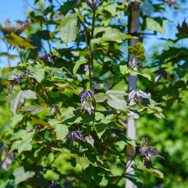 LIQUIDAMBAR formosana – Image 2