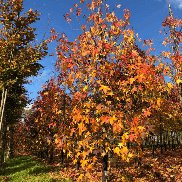 LIQUIDAMBAR styraciflua – Image 7