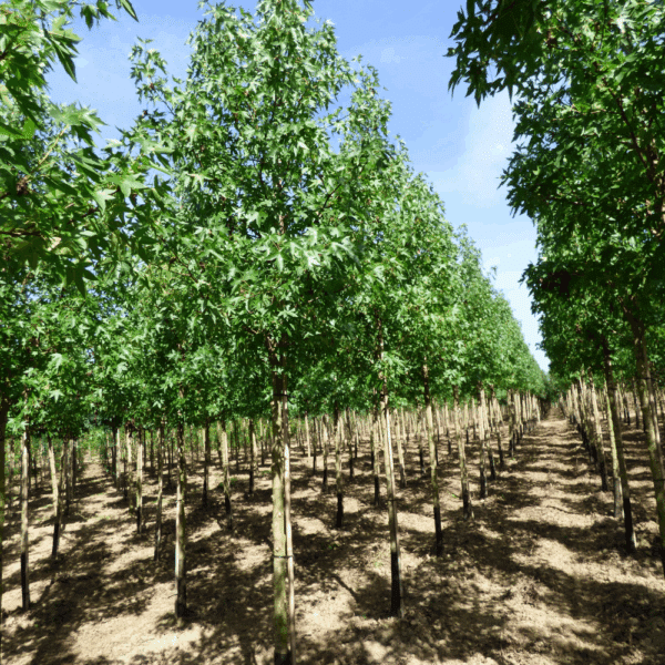 LIQUIDAMBAR styraciflua – Image 4