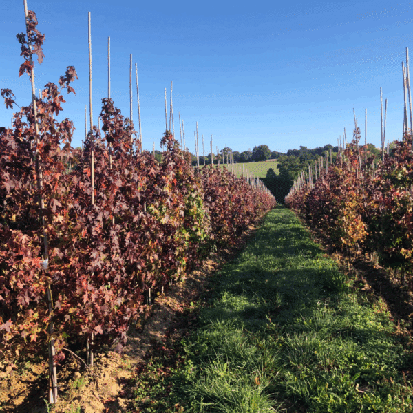 LIQUIDAMBAR styraciflua – Image 10