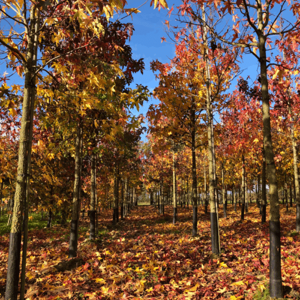 LIQUIDAMBAR styraciflua – Image 2