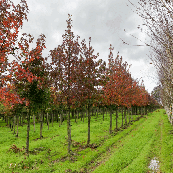 LIQUIDAMBAR styraciflua – Image 9