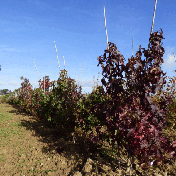 LIQUIDAMBAR styraciflua – Image 8