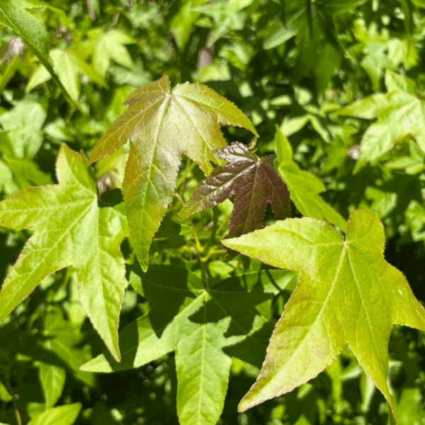 LIQUIDAMBAR styraciflua – Image 3