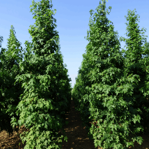LIQUIDAMBAR styraciflua – Image 5