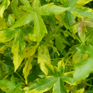 LIQUIDAMBAR styraciflua 'Aurea'