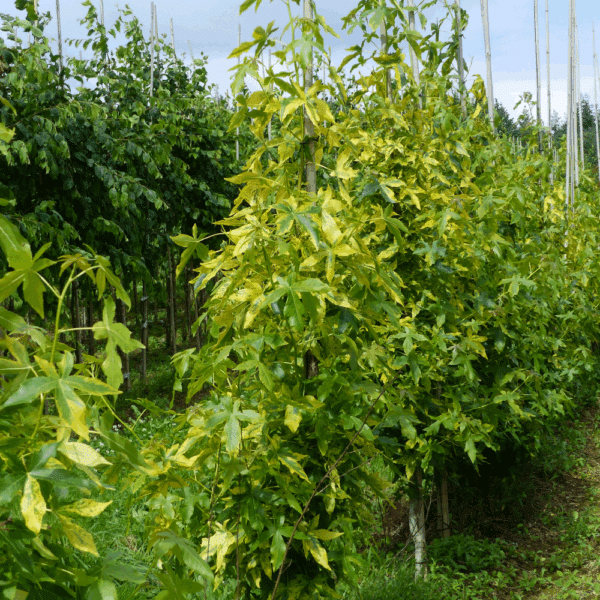 LIQUIDAMBAR styraciflua 'Aurea' – Image 2