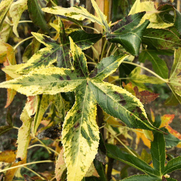 LIQUIDAMBAR styraciflua 'Aurea' – Image 3