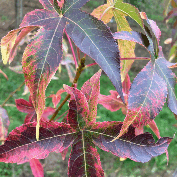 LIQUIDAMBAR styraciflua 'Aurea' – Image 5