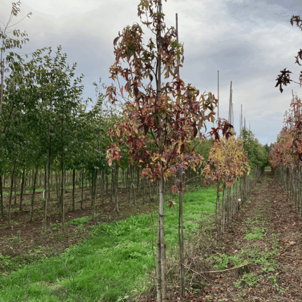 LIQUIDAMBAR styraciflua 'Aurea' – Image 4