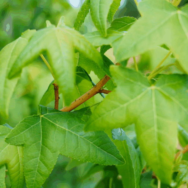 LIQUIDAMBAR styraciflua 'Golden Sun®' – Image 5