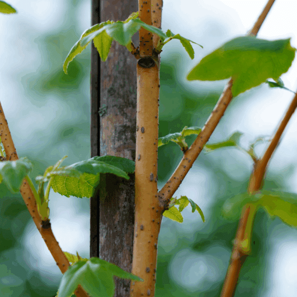 LIQUIDAMBAR styraciflua 'Golden Sun®' – Image 2