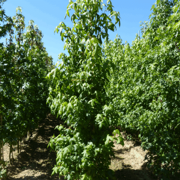 LIQUIDAMBAR styraciflua 'Golden Sun®' – Image 4