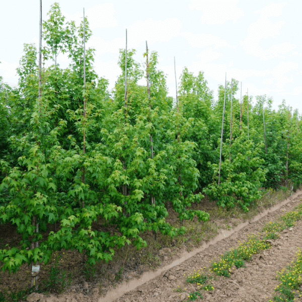 LIQUIDAMBAR styraciflua 'Golden Sun®' – Image 6