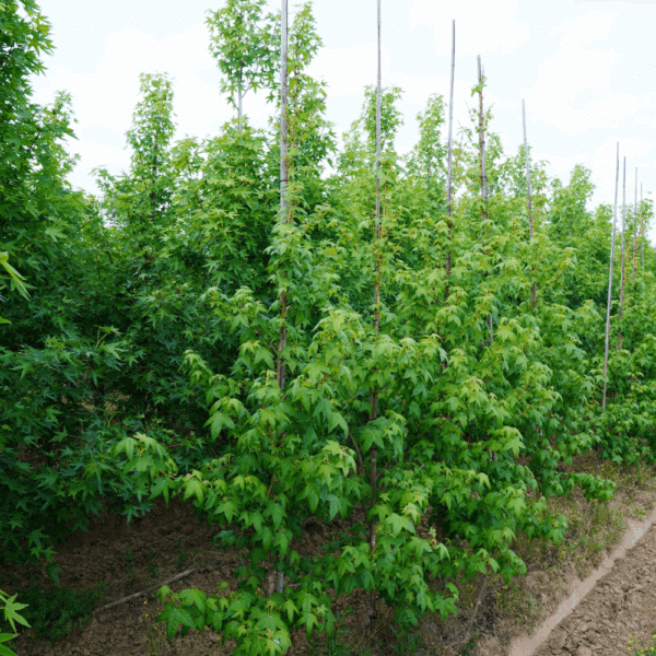 LIQUIDAMBAR styraciflua 'Golden Sun®' – Image 3