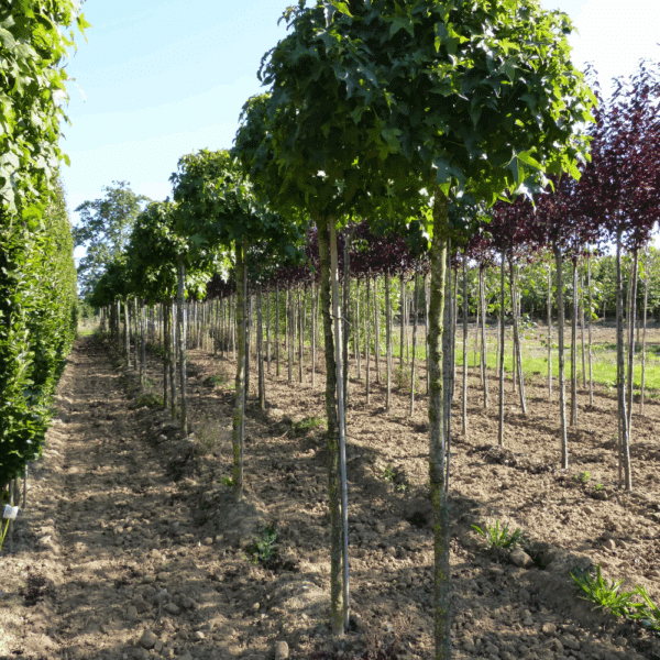 LIQUIDAMBAR styraciflua 'Gum Ball' – Image 2