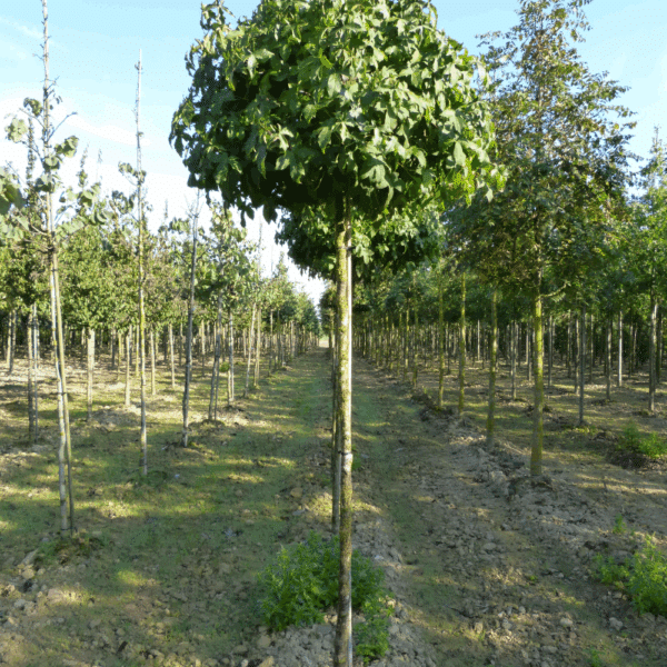 LIQUIDAMBAR styraciflua 'Gum Ball' – Image 4