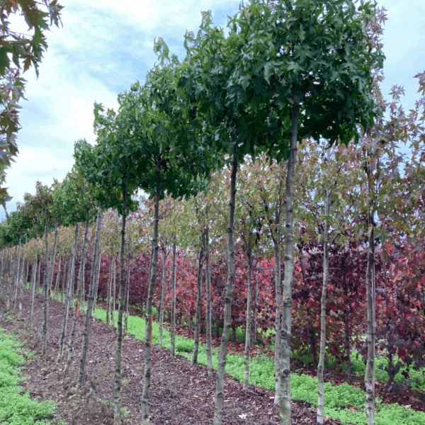 LIQUIDAMBAR styraciflua 'Gum Ball' – Image 3