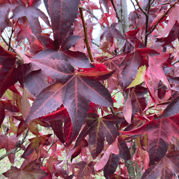 LIQUIDAMBAR styraciflua 'Lane Roberts' – Image 3